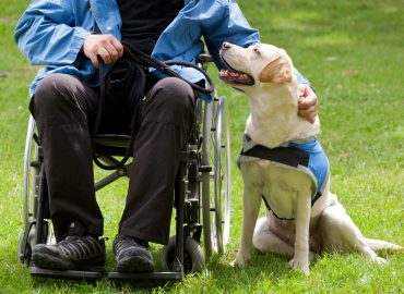 Level 3 Diploma in Assistance Dog Training