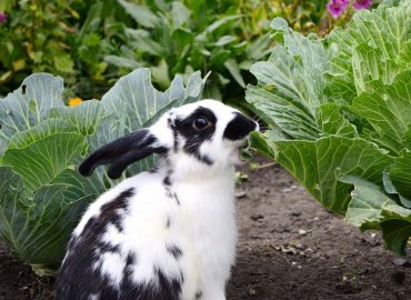 Rabbit Studies Diploma
