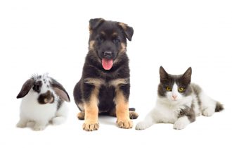 Rabbits Dog and Cat