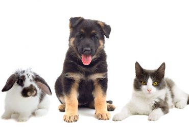 Companion Animal Behaviour Certificate