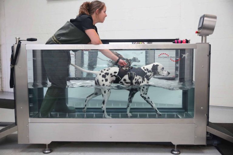Level 3 Award in Advanced Aquatic Treadmill Therapy for Small Animals