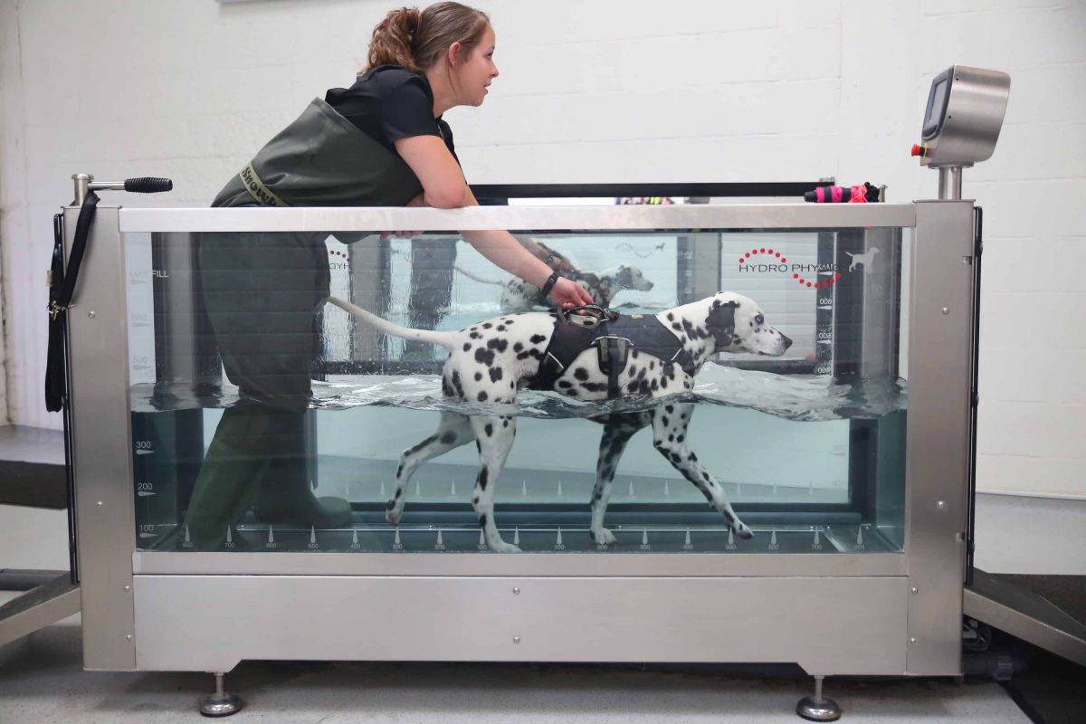 Advanced Aquatic Treadmill Therapy Level 3 Award Careers