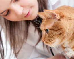 women cat care