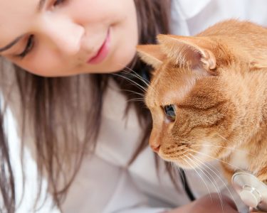 women cat care