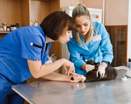 nurses treat a cat