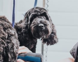nurse treat a dog