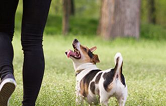 dog play in garden
