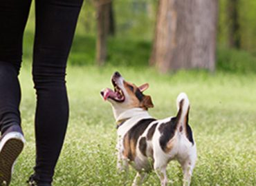 Dog Walking Certificate