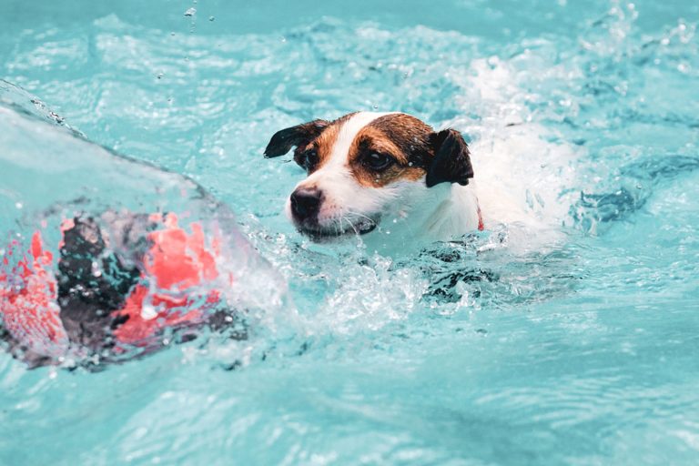 Level 3 Certificate in Small Animal Hydrotherapy