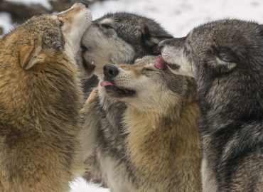 Wolf Studies Diploma