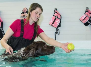 Level 3 Diploma in Small Animal Hydrotherapy (Top up for Veterinary Surgeons and Veterinary Nurses)