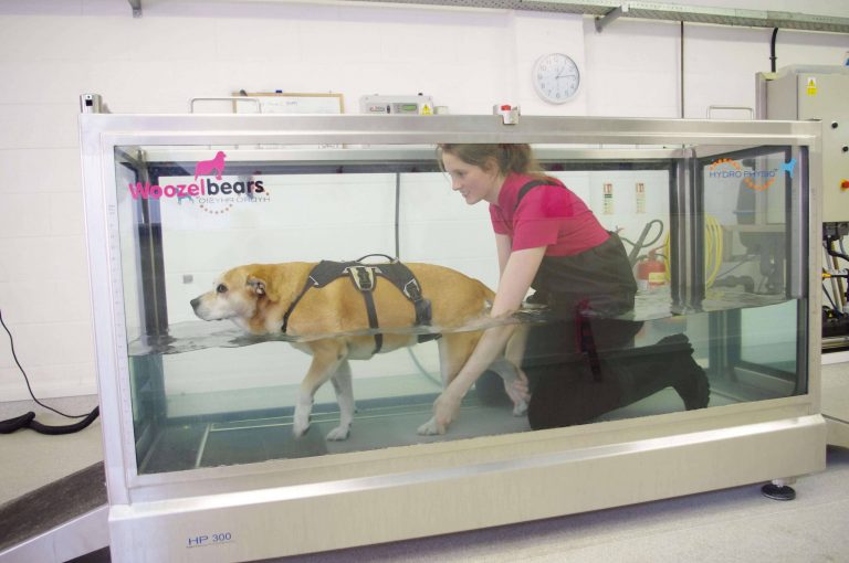 Level 3 Award in Aquatic Treadmill Therapy for Small Animals