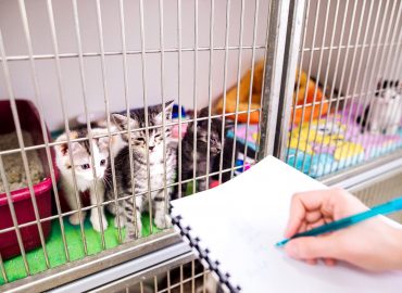 Animal Care Courses | Qualifications | Animal Careers Direct Animal Care Courses | Qualifications | Animal Careers Direct