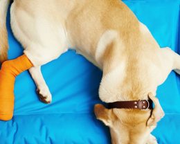 dog sleep in pillow