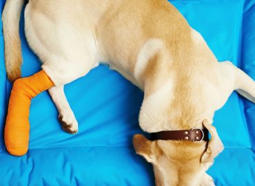 Principles of Companion Animal First Aid
