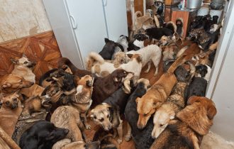 dogs in home