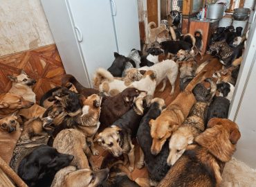 Understanding Animal Hoarding
