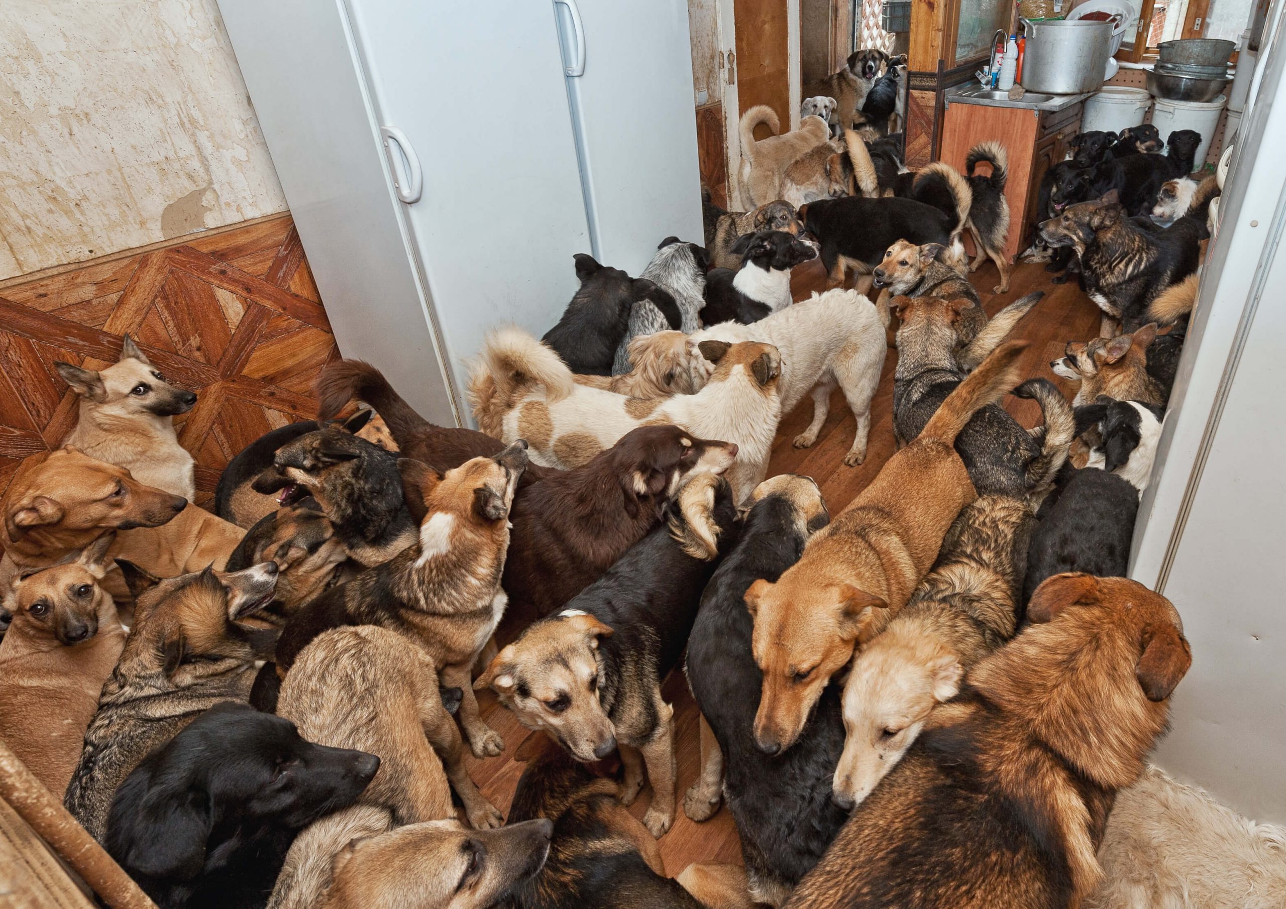 Animal Hoarding Course Animal Welfare Animal Careers