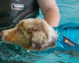 dog swiming in pool