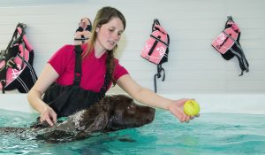 women trainer train our dog in pool