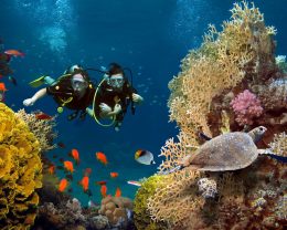 marine team in underwater