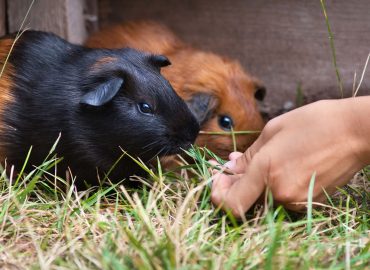 Level 3 Award in Small Animal Care and Welfare