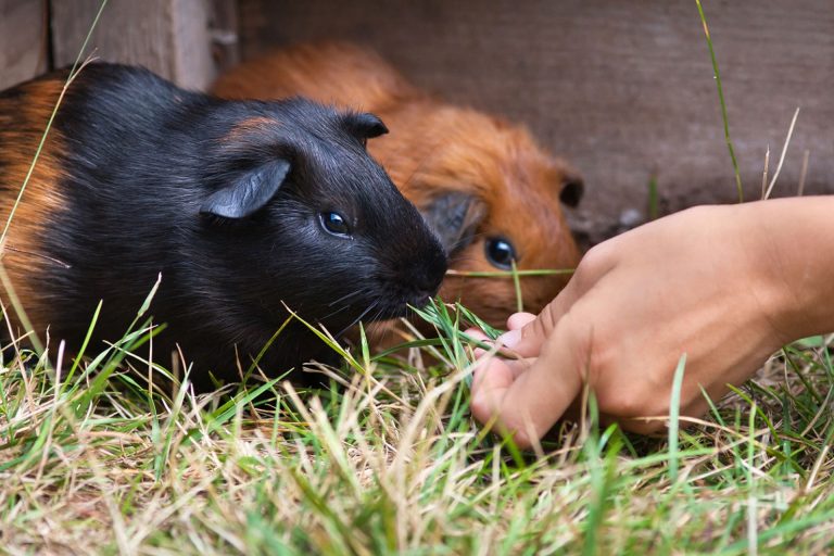 Level 3 Award in Small Animal Care and Welfare