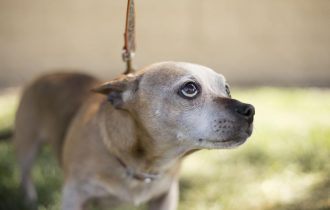 sad dog