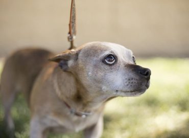Companion Animal Cruelty Prevention Certificate