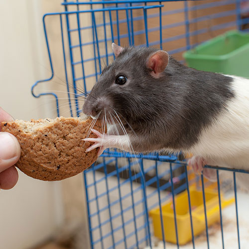 Small Animal Care Welfare Level 3 Award Animal Careers