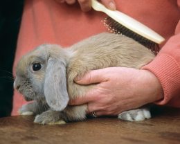 nurse treat samll rabbit