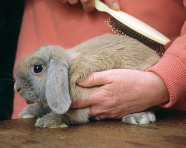 nurse treat samll rabbit