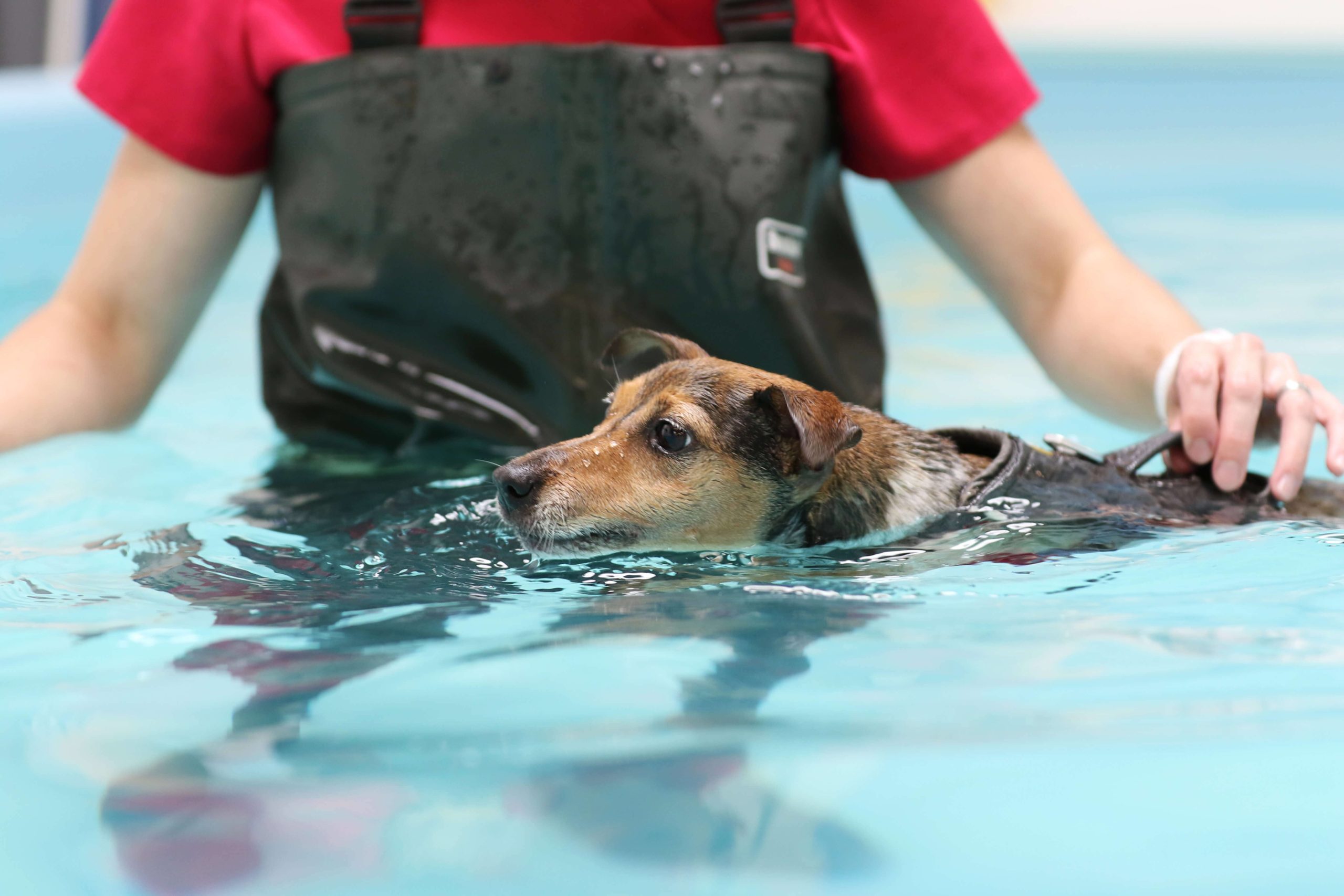 Animal Hydrotherapist Job Hydrotherapy Animal Careers