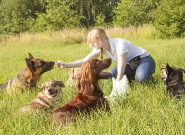Level 4 Diploma in Canine Welfare, Training and Behaviour