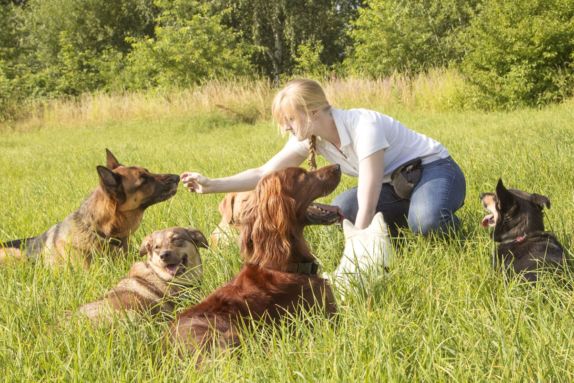 Canine Behaviour Management Level 4 Diploma Careers