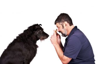 yod a dog