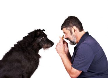 Level 3 Diploma in Canine Care, Behaviour and Welfare