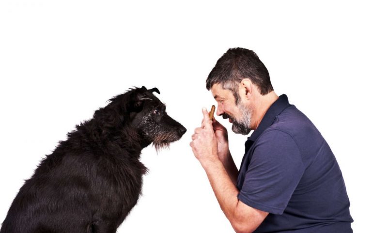 Level 3 Diploma in Canine Care, Behaviour and Welfare