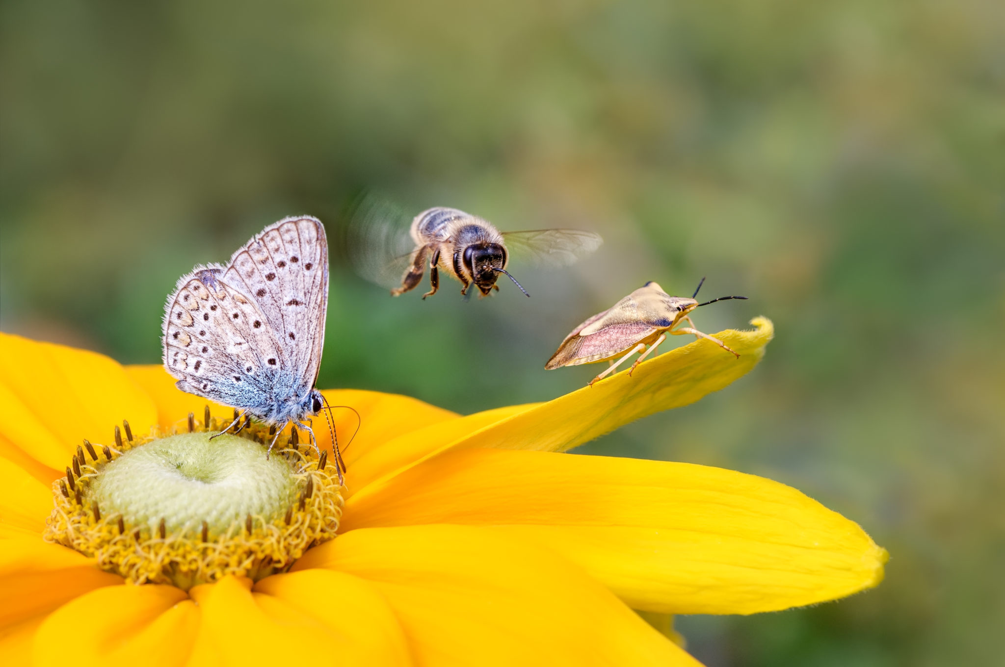 Level 3 Diploma in Sustainable Wildlife Conservation and Biodiversity