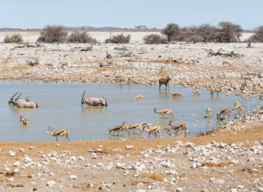 Level 3 Diploma in Sustainable Wildlife Conservation and Biodiversity Management