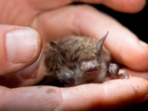 injured bat held by resarcher