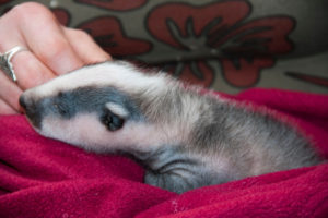 orphaned badger 