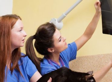 Veterinary Nursing Assistant Level 2 Diploma Practical Placement