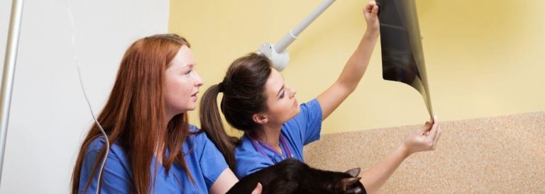 Veterinary Nursing Assistant Level 2 Diploma Practical Placement